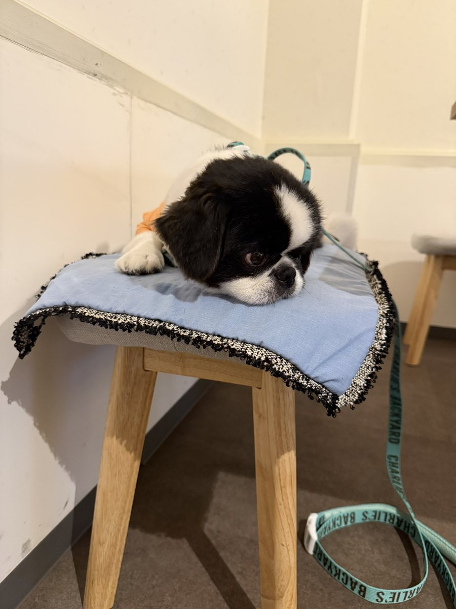 yuu_kawakami's tweet photo. ���ム上がりにまったり犬🐶 https://t.co/En83ySjOxr