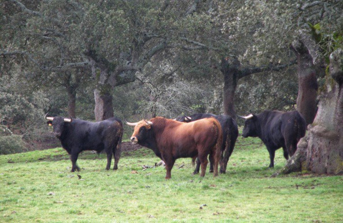 Beatrizh6b0's tweet photo. MALAS NOTICIAS para #FreeFerdinand. 😔🐂 Ya ha sido encontrado. En el campo junto a una manada de toros de otra ganadería. Solo desean estar con los suyos, no quieren torear ni correr por las calles ni ser encerrados en las plazas. ¿Qué harán con él ahora? https://t.co/qclqxYiCRL…