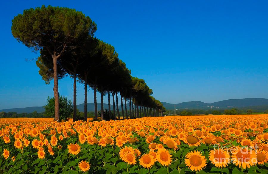 photographervin's tweet photo. #Tuscany
https://t.co/fPYOqBsP87
#travel #nature #sunflowers #flowers #photography #AlexanderVinogradovphotography #AlexanderVinogradovArt #art #giftideas #love #garden #BuyIntoArt #ayearforart #wallart #homedecor #artforsale #fineartphotography
https://t.co/6HyUtyFdgT https://t.co/NoQEbi7nrm