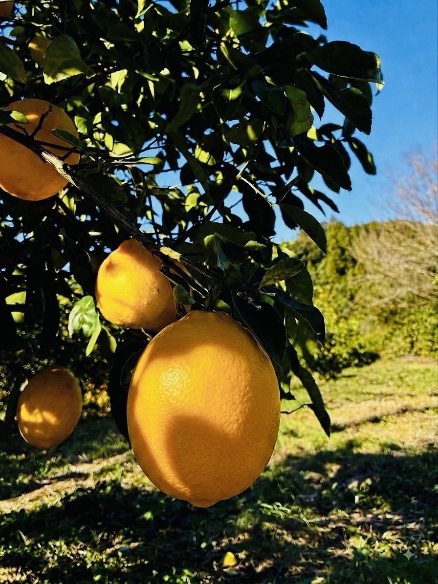 ohis_ganchantei's tweet photo. 竹内希来里さんとのコラボメニュー
“大人summer”
宮崎県産『ひなレモン』使用🍋
美しすぎるきらりちゃんと一緒に❣️🤳
4個1セットで税込4400円です！
丈夫で汎用性抜群のスティッカー4枚付き
まだゲットできますので9/30までにお買い求めいただけますと幸いです✨
URL⬇️

https://t.co/9fZz0iOvG0 https://t.co/KNRS7tlMoS