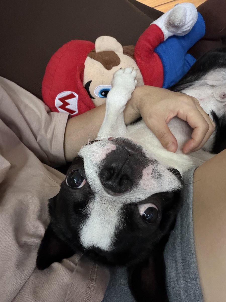 MANA00HUNAMA's tweet photo. 月曜日の午後
ちびっ子達いない時はお母ちゃん独り占めできるから最高なんですけどーっていうのがヒシヒシ伝わってくるから可愛い♪ https://t.co/VUUz7i0W9s