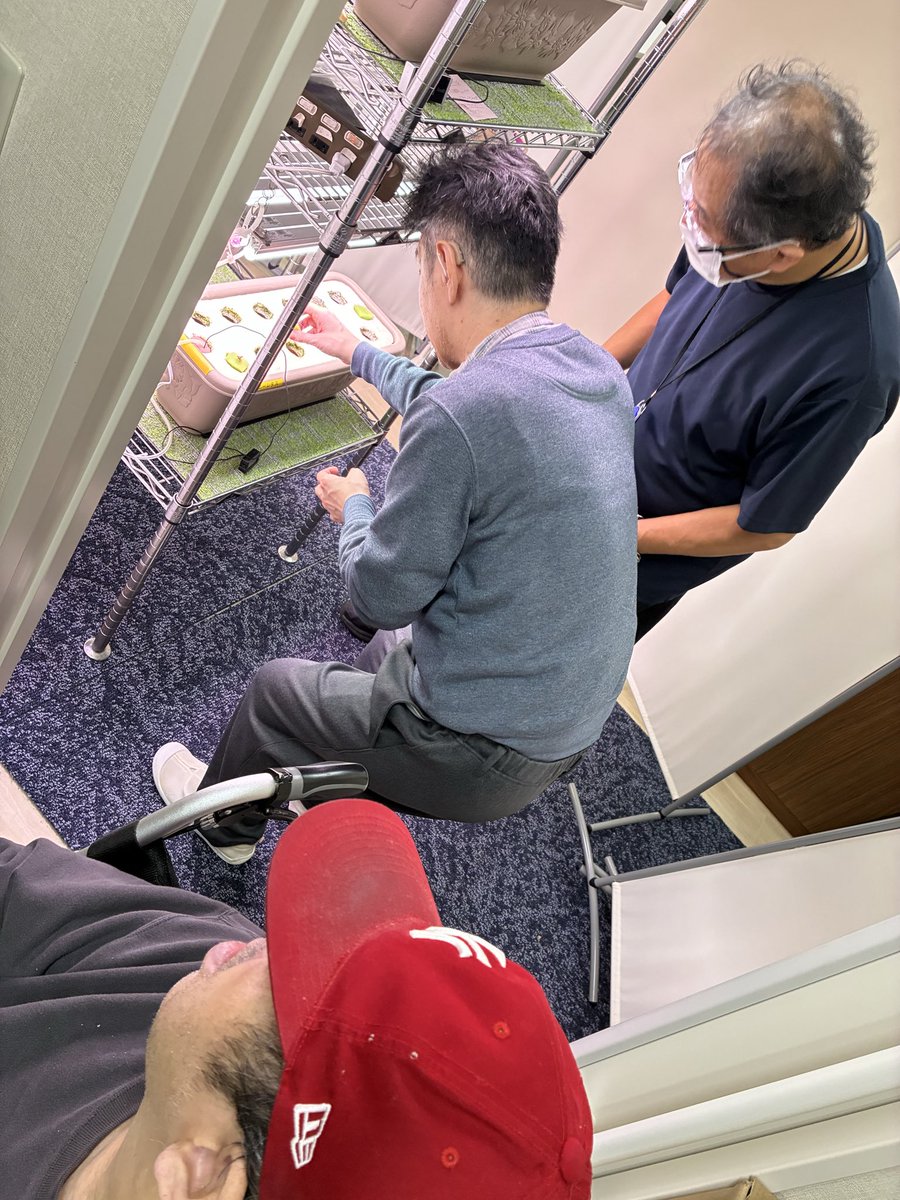 ohc_agriwell's tweet photo. 障がい者支援施設川崎ラシクル
（川崎市川崎区）宿泊型自立訓練
入所者の方による有機水耕栽培

川崎市複合福祉センター
「ふくふく」内に有ある事業所で
室内有機水耕栽培第６クールの定植

ラシクルフェスティバル
10月31日にお披露目の予定
バジル１ポット増やしました！

#有機栽培
#水耕栽培 https://t.co/Luf263FgCF