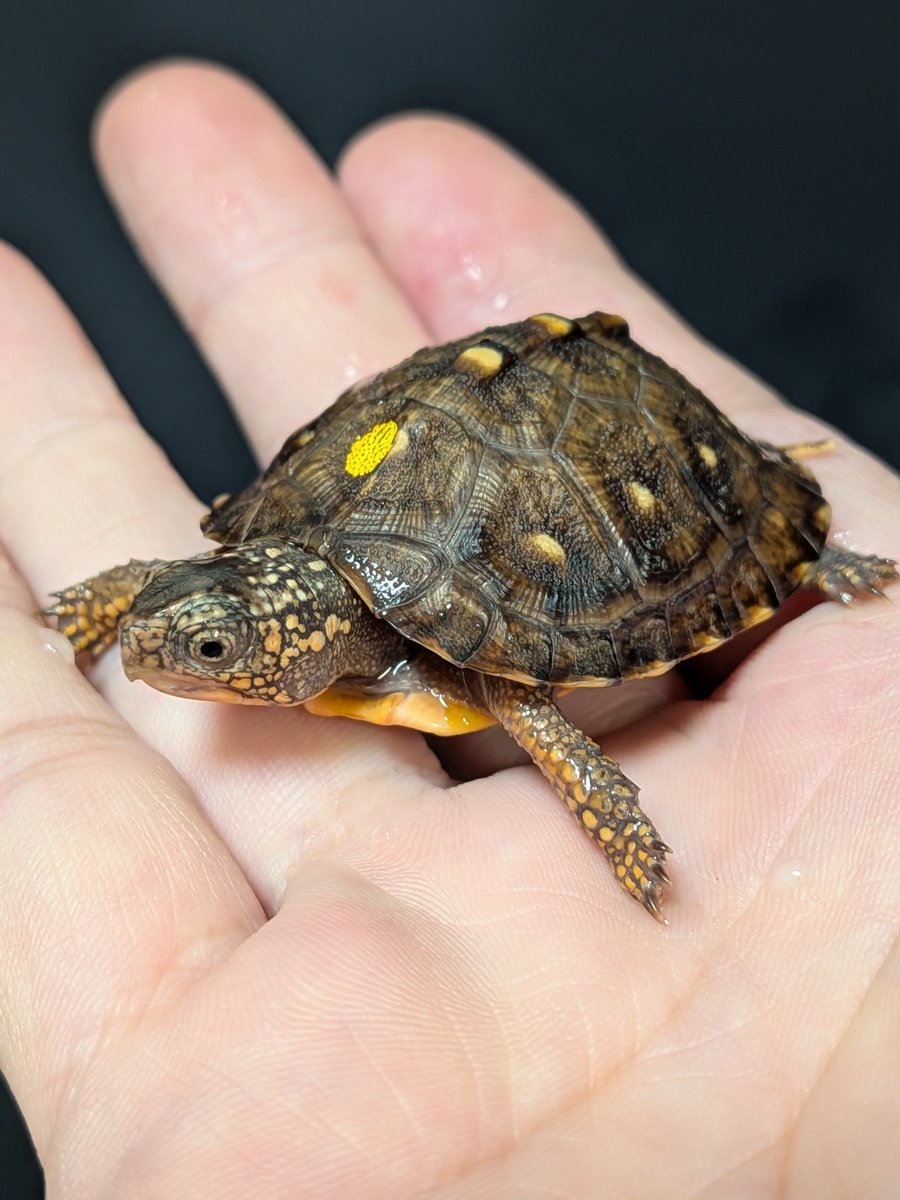 jikouantk's tweet photo. J1系1クラッチ目🐢８月1日頃産まれた個体🐢2ヶ月くらい経つとだいぶ変わりますね🐢
#トウブハコガメ https://t.co/8KnM9bNohL
