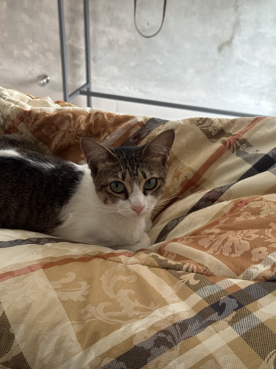 hoshihoshi_cat's tweet photo. Wfh ditemani cuking yang baru di deep clean https://t.co/YIjYaf4nis