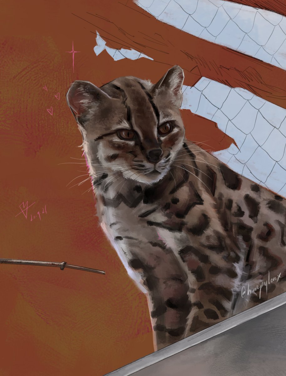 harpyloux's tweet photo. The software I use &amp; my art :3 https://t.co/FNJqrwhbEd