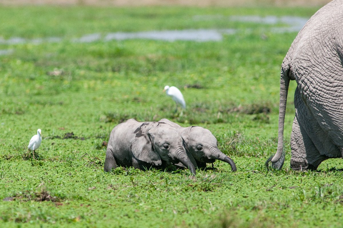EPIAfrica's tweet photo. In a 15-year ecological experiment in Kenya, elephants were kept out of East African savanna plots. The result? Beetle numbers fell by 67%, biomass by 51%, and species richness by 23%. Read the powerful story in The @timesofindia of how elephants shape ecosystems, far beyond the plants they eat: https://t.co/KFeb6xJAwC

Photo credits: Elephants in Amboseli by Paul Obuna