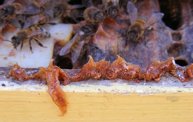 williamsnayder's tweet photo. Antik Yunan'da 'pro-polis', yani kovanın bekçisi anlamına gelen propolis, arı kovanını dış etkenlere karşı koruyan mumsu bir yapıdır. 'Arı-zamkı' olarak da adlandırılan bu madde, çok güçlü yangı giderici ve anti-mikrobiyal moleküllere sahiptir. Kovan... https://t.co/yIupyQ8hNZ