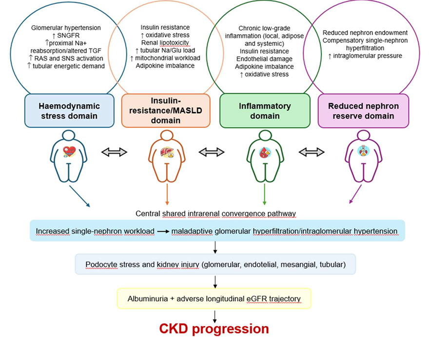 hjanders_hans's tweet photo. NOw open access in @NDTsocial

Obesity and CKD: a cardio-kidney-metabolic framework for renal vulnerability and risk stratification 

🧐4 overlapping vulnerability domains to identify pts at CKD risk for earlier screening, monitoring, and  prevention.

▶️https://t.co/CDmuIpCZzT https://t.co/x2YgOWuTEZ