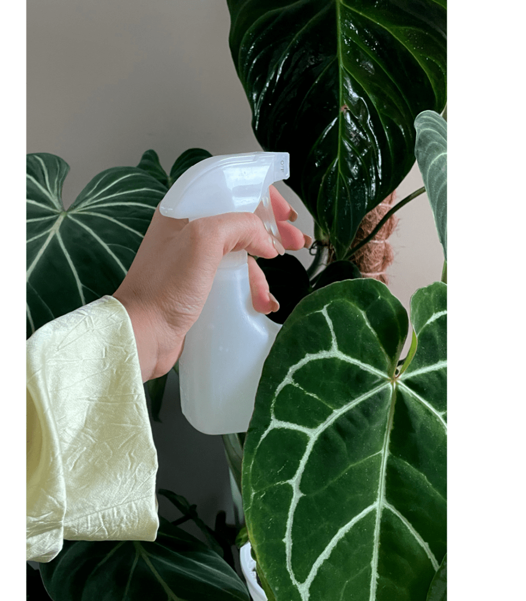 EdisonIrahliv3's tweet photo. Para que tus plantas se mantengan saludables: rocia sus hojas con agua tibia una vez a la semana y evita el sol directo al mediodía!， https://t.co/OTFxBineT1