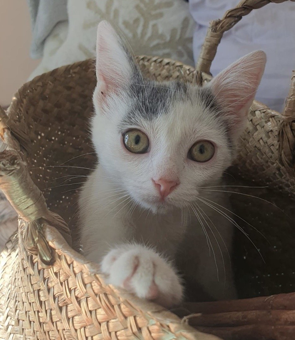 mocna_CIA's tweet photo. 🐾 HITNO! Dve predivne mace traze privremeni smestaj. Vakcinisane, ociscene, prepitome i naucene na stan. ❤️

Ima li neko da ih bar privremeno pričuva dok im ne nadjemo dom? 🙏

RT mnogo znaci! 🐾❤️ https://t.co/1jL3NGlwcm