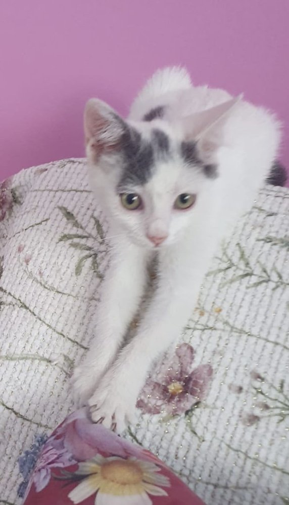 mocna_CIA's tweet photo. 🐾 HITNO! Dve predivne mace traze privremeni smestaj. Vakcinisane, ociscene, prepitome i naucene na stan. ❤️

Ima li neko da ih bar privremeno pričuva dok im ne nadjemo dom? 🙏

RT mnogo znaci! 🐾❤️ https://t.co/1jL3NGlwcm