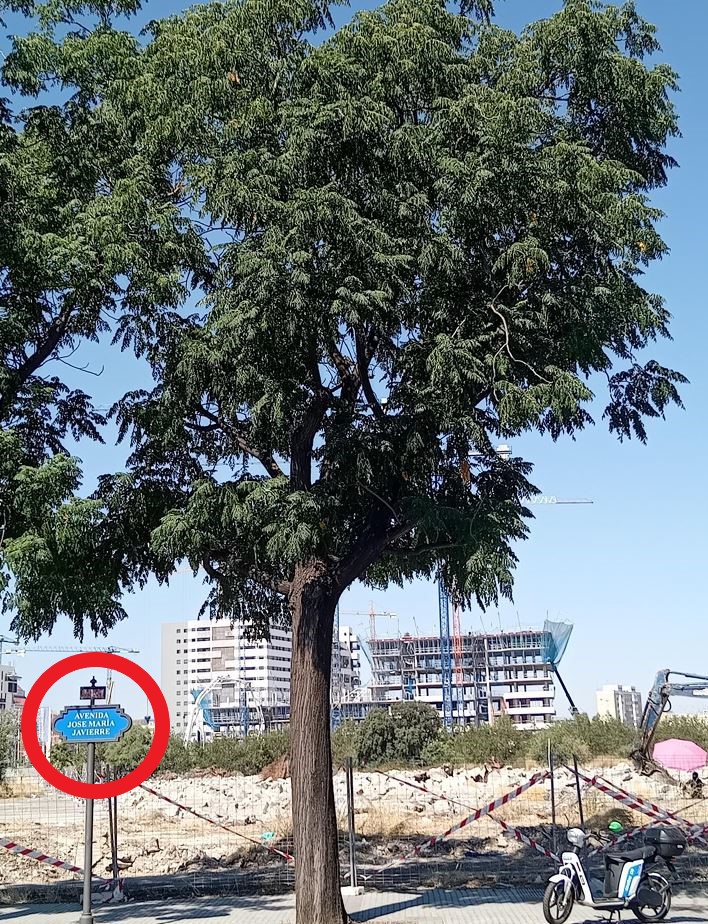SOSterritorios's tweet photo. Otras 5 #Melias taladas en la antigua parcela de #Cruzcampo.
Ya son 900 #Árboles y #Arbustos talados por el #PelotazoUrbanístico.
#ParquesYJardines @Ayto_Sevilla rezuman #Fascismo.
Leales a la #DictaduraFranquista, a la Av. José Mª. Javierre la siguen denominando "Utrera Molina". https://t.co/qOcFAEwqYP