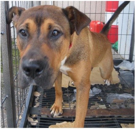 fukushiyamesagi's tweet photo. 🆘緊急🆘#収容犬
公表期限9/28(月)
9/14(月)茨城県結城市結城
垂れ耳
茶黒♂雑種犬
📲茨城県動物指導センター🙇🏻‍♂️#だっぺ帝国
迷い迷子保護ミックスイヌいぬオス黒茶白茶色たれ栃木真岡下野小山野木筑西古河八千代下妻東小田林日本一食堂やすらぎの湯ラーメンとも屋イオンモール道の駅思川 #喫茶カヂノキ

🚨「オス」「体格/中」「首輪/無」とされる、垂れ耳・茶黒(黒茶、或いは茶黒白、黒茶白)の犬が収容されています‼
🚨️飼い主様、関係者様は大至急お迎えをお願いいたします🙏🏻
🚨収容犬にお心当たりのある方は大至急センター迄ご連絡をお願いいたします📲🙇🏻‍♂️

♦️公表期限後も収容継続中の動物達は、センターHP『収容中の動物たち』よりご確認ください🙏🏻(※ センター登録の団体様やボランティア様により引き出されている場合や、期限後に飼い主様のお迎えがあった場合は掲載されません。迷子探しでご不明な点はセンター迄お問い合わせください🙇🏻‍♂️)⏩https://t.co/bL237Y3DZd

※センターへのご連絡は迷子探しのご用件のみでお願いいたします🙏🏻

🟢センター収容の動物は公示満了(公表期限)後、センター登録の団体様、ボランティア様経由で里親様になれます🏡🐕🐈‍⬛🍀✨

♦️人慣れしていない子でも、ボランティア様や団体様に引き出され、お家で家族として暮らす為の訓練をしている子達もいます🐕🐈‍⬛

♦️シェルターや預かり様の所で1頭分のスペースが空けば、また1頭引き出せます。

『chie_kudo1122(センター登録個人ボランティア)』様Instagram
⏩https://t.co/GH4COGDg9R

◎公示には、種類『雑種』毛色『茶黒』* 性別『オス』** 体格『中』首輪『無』*** と記載されています🐕

＊公示掲載画像の動物は、撮影・再生条件、被毛・皮膚の濡れ・汚れ、或いは傷病等により色合いや印象が逸走当時とは違って見える場合があります。また毛色・毛柄等の認識・表現は個人の感覚等によっても異なる為、収容中の犬が公示記載毛色の「茶黒」としてではなく、黒茶、茶白、白茶、茶黒白、黒茶白、こげ茶という表現が入るかもしれません。或いは赤犬等として捜索されている可能性もあります。収容犬個体特有の特徴はセンター迄お問い合わせください(※迷子動物をお探しの方は直接センターへ出向かれてのご確認が確実です。)📲🙇🏻‍♂️

＊＊収容動物は長毛、傷病、或いは興奮等により、性別の確認が困難な場合があり、公示記載の性別が後日訂正される可能性もあります。正確な情報はセンター迄お問い合わせください📲🙏🏻

＊＊＊首輪等は放浪中に外れた可能性もあり、跡が残っている場合もあります。詳細はセンター所迄お問い合わせください📲🙇🏻‍♂️

⚠️公示には推定年齢、マイクロチップ等に関する記載はありません。詳細はセンター迄お問い合わせください📲🙏🏻

⚠️⚠️傷病等の有無・状態、収容状況等についてはセンター迄お問い合わせください📲🙇🏻‍♂️

◎迷子動物は市区町村境・都県境等を越境して収容される場合もあります。

◎公示に記載がなく、掲載画像からも不明な収容動物の特徴等についてはセンター迄お問い合わせください📲🙏🏻

◎各センター・保健所等ではDNA検査による鑑定は実施していないと考えられますので、公示記載の犬種・猫種等は推定であり目安とお考えください🙇🏻‍♂️

◎収容動物は長期放浪等の影響による容姿の変化、或いは首輪等の脱落、色柄・形状等の経年劣化、放浪中の他者による装着等の可能性があります。公示に掲載画像がある場合でも、撮影・再生条件、被毛・皮膚の濡れ・汚れ・傷病等により動物の目の色や毛柄等の特徴、或いは経年劣化等により首輪等の色柄・形状等が逸走当時とは違って見える可能性があります。またリンクのミス等により掲載画像に別の個体や装着品が表示されるケースも稀に見られます。公示記載情報、或いは掲載画像からの印象と、動物の逸走当時の容姿、装着品との多少の差異に拘らずセンターでのご確認をお願いいたします🙏🏻

保健医療部動物指導センター保護指導課
〒309-1606 茨城県笠間市日沢47
電話番号：0296-72-1200
FAX番号：0296-72-2271
平日8：30～17：15(土日祝祭日を除く)

センターが保護している犬猫 
⏩https://t.co/1YMcEStlt1

収容中の動物たち
⏩https://t.co/bL237Y3DZd

動物指導センターの紹介
⏩https://t.co/UYpwIhJo2i

26-0607