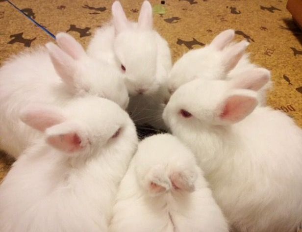 didutiti's tweet photo. Geng teeradech🐰🎀 https://t.co/iE4QY0gMFk