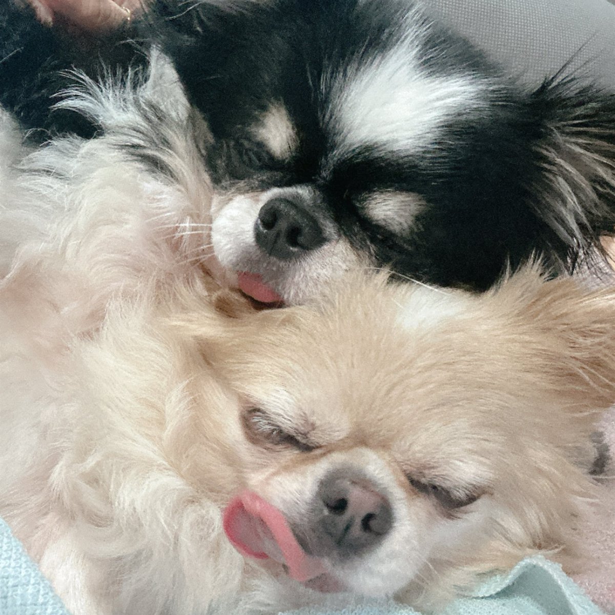 hamuchi_x's tweet photo. もふもふちゃんたちが生きがいです🐶 https://t.co/RkCh42RUED