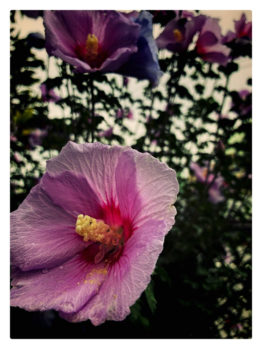 dnatwin's tweet photo. 近くの明治通り沿いに咲きまくってるこの花なに🌸 https://t.co/V0ceMaeaLh