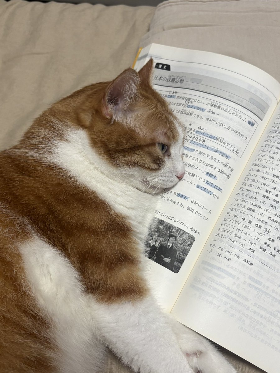 nocontextscats tweet picture