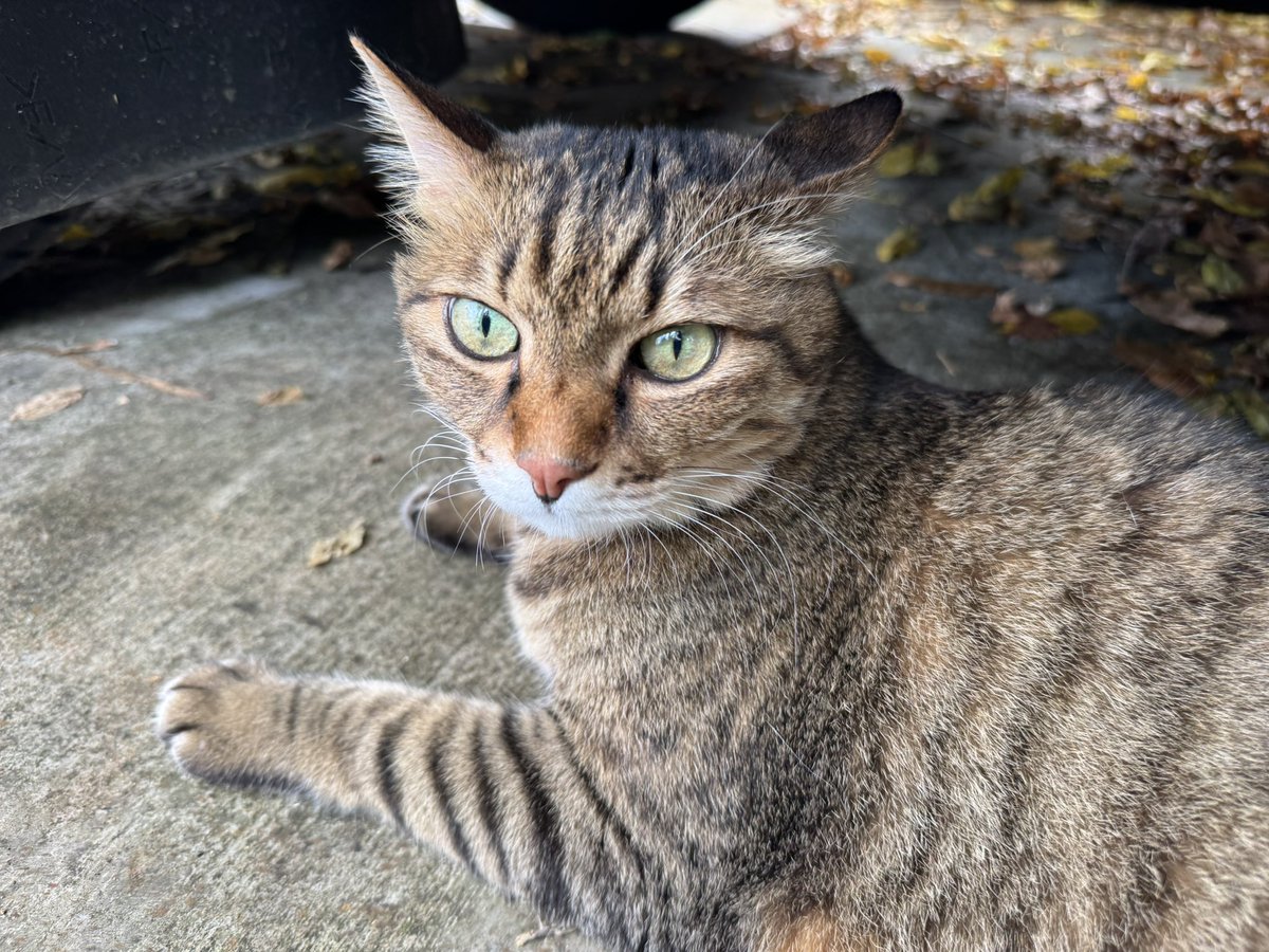 ume1213's tweet photo. 千葉県市川市のお客さんが飼っていたニャンコ😽
家の外に出たら玄関を閉められてしまって🙀外で待っていたんだけど大人しく可愛いニャンコ☺️

見届けてないけど家に入れてもらえたのかな😂 https://t.co/vDNITgo4Vy
