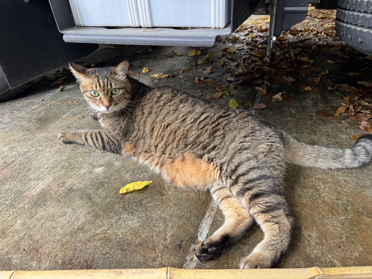 ume1213's tweet photo. 千葉県市川市のお客さんが飼っていたニャンコ😽
家の外に出たら玄関を閉められてしまって🙀外で待っていたんだけど大人しく可愛いニャンコ☺️

見届けてないけど家に入れてもらえたのかな😂 https://t.co/vDNITgo4Vy
