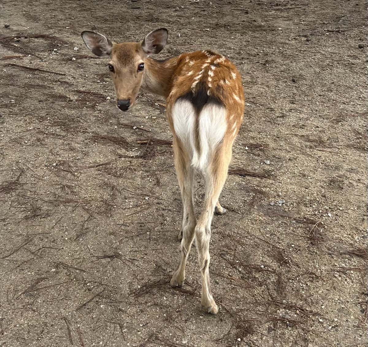 ykmeiling8811's tweet photo. 奈良公園で鹿に癒される🦌
奈良公園の鹿は人馴れしてるので穏やか🦌😊
鹿のお尻は綺麗なハート型🤍🦌
小猿のパンチくんのお尻も可愛いハート💙🐒
しかも鹿も、日本猿同様に尻尾が短い🦌
時に尻尾を振る🦌
可愛いもの同士、似てるんかな😃🐒🦌
パンチくん元気かな？会いたいなあ🐵 https://t.co/PfstAD5Kys