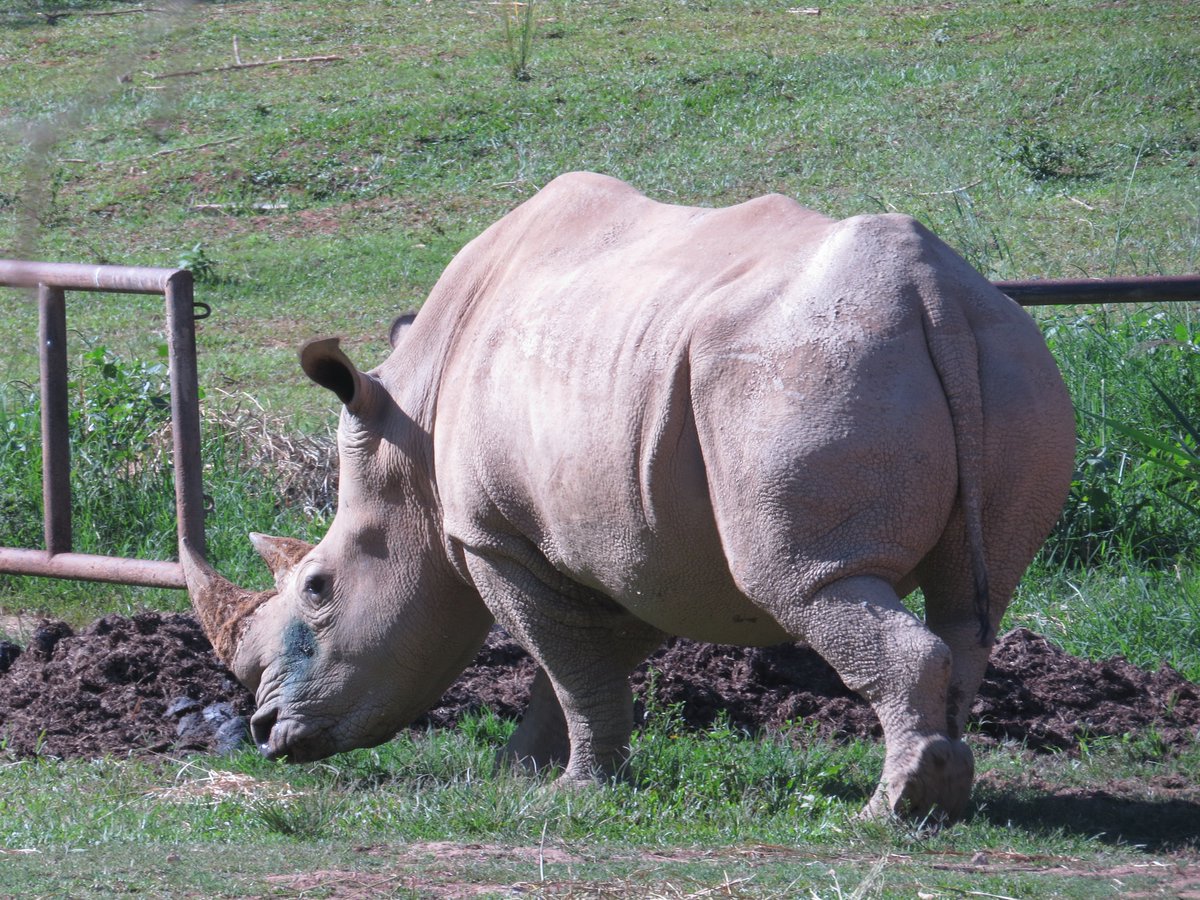 AfriquestUG's tweet photo. Up close with Uganda’s magnificent rhinos at UWEC! 

Experience Uganda’s wildlife with Afriquest Travels. 

Contact us today to book your adventure!

Email: info@afriquesttravels.com

#UWEC #Rhinos #AfriquestTravels #VisitUganda https://t.co/VuogDtQSnm