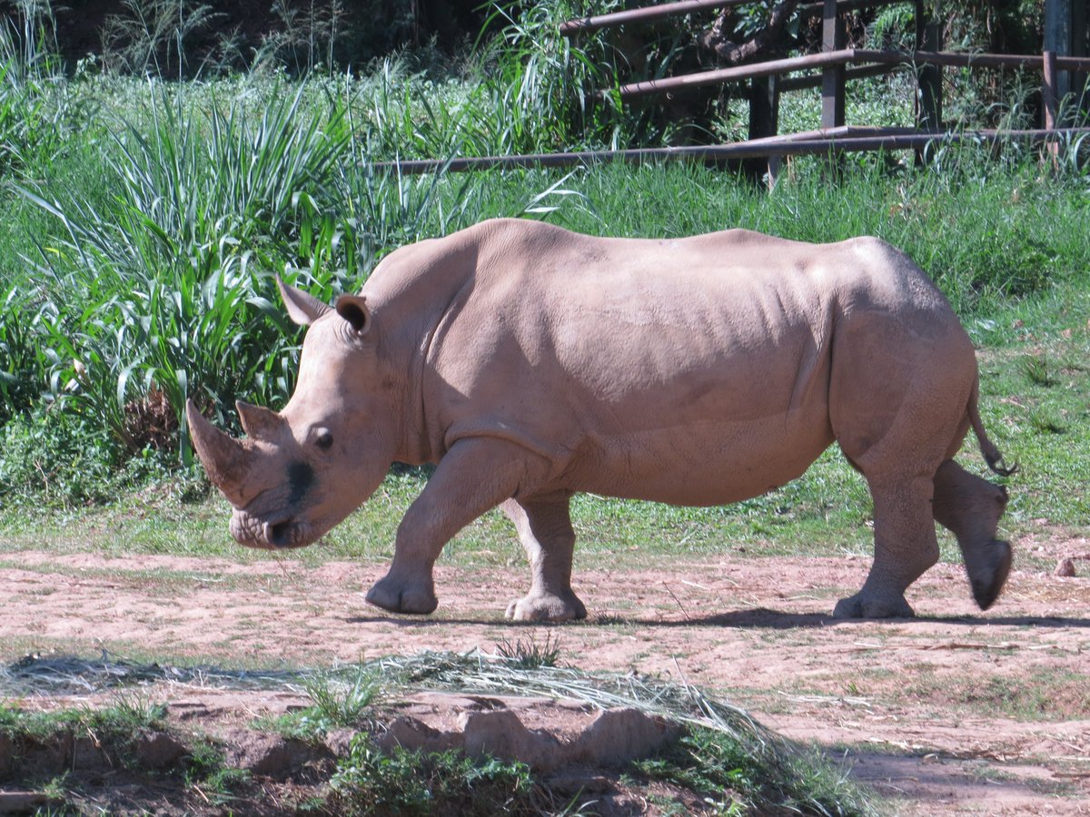 AfriquestUG's tweet photo. Up close with Uganda’s magnificent rhinos at UWEC! 

Experience Uganda’s wildlife with Afriquest Travels. 

Contact us today to book your adventure!

Email: info@afriquesttravels.com

#UWEC #Rhinos #AfriquestTravels #VisitUganda https://t.co/VuogDtQSnm