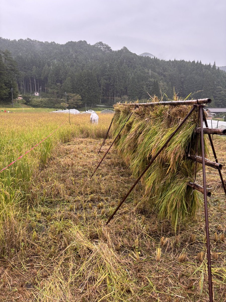 HotelInuyama's tweet photo. 先日、名鉄ホテルグループ『米づくりプロジェクト』で稲刈りに行ってきました🌾

あいにくの天候でしたが、皆で力を合わせて無事に作業完了しました。美味しいお米が実りますように✨
#名鉄ホテルズ https://t.co/IDwmoVG72q