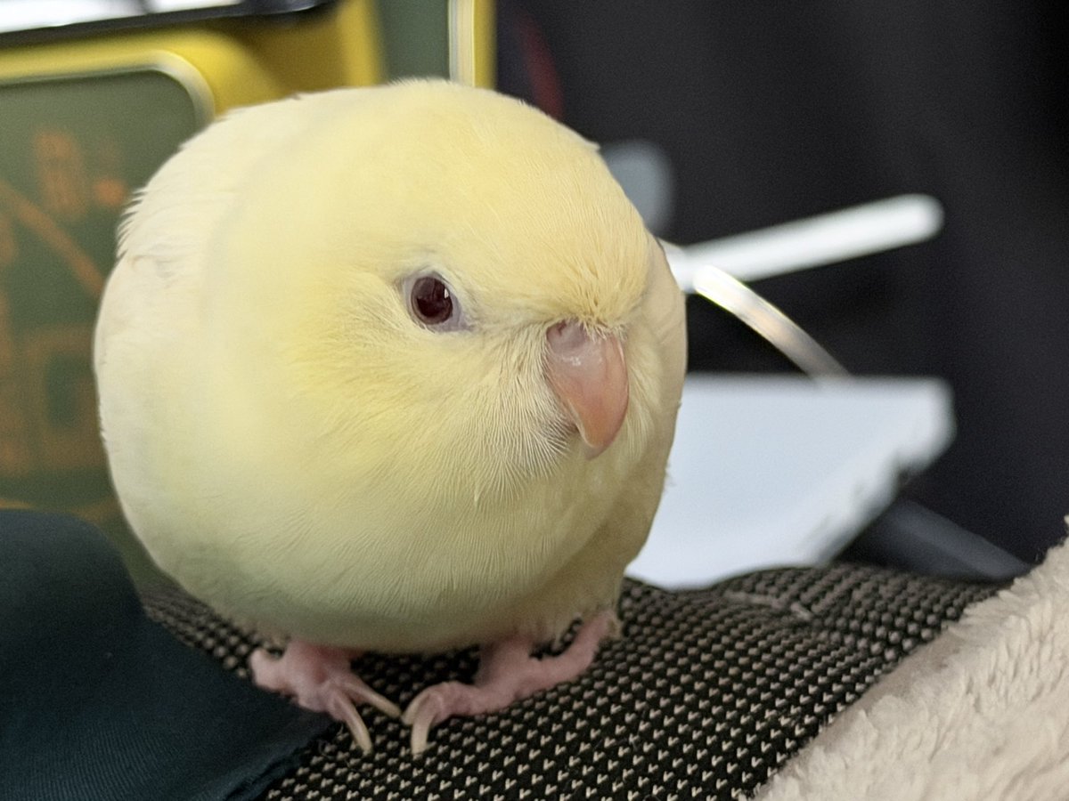 hato_no_sashimi's tweet photo. 一体何が君をそんなに丸くさせている？ https://t.co/e2x015r4K5