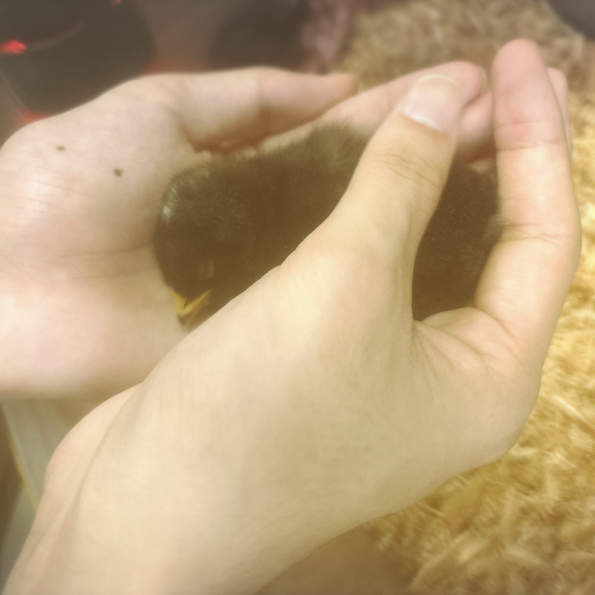 new_2_tata's tweet photo. 草津撤退〜！！動物ふれあいまくりの場所にトコトコ歩いて行って3時間くらいﾐｯｯﾁﾘ堪能した😸これはイオンさんの手のひらで眠る黒ヒヨコ🐤
ゆる〜〜く特急で帰りますよい😚なんも計画してなかったけど全部上手くいった楽しい旅行だった✌️✌️ https://t.co/tClg5jn3Wy