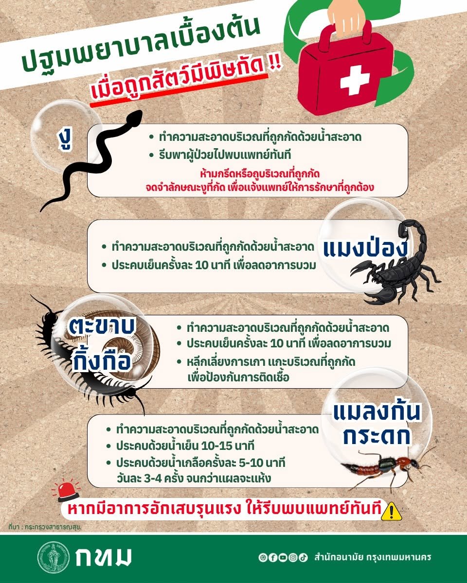 bangkokbma's tweet photo. 🚨 ปฐมพยาบาลเบื้องต้น เมื่อถูกสัตว์มีพิษกัด! 🐍🦂🪳

ถูกงู แมงป่อง ตะขาบ หรือแมลงก้นกระดกกัด/สัมผัส

✅ รีบทำความสะอาดบริเวณที่ถูกกัดด้วยน้ำสะอาด
✅ ประคบเย็นเพื่อลดอาการบวม
❌ ห้ามกรีดแผล ดูดพิษ หรือขยี้บริเวณที่ถูกกัด
⚠️ หากมีอาการรุนแรง เช่น บวม-ปวดมาก หายใจลำบาก รีบพบแพทย์ https://t.co/VQ1gcbLMzn