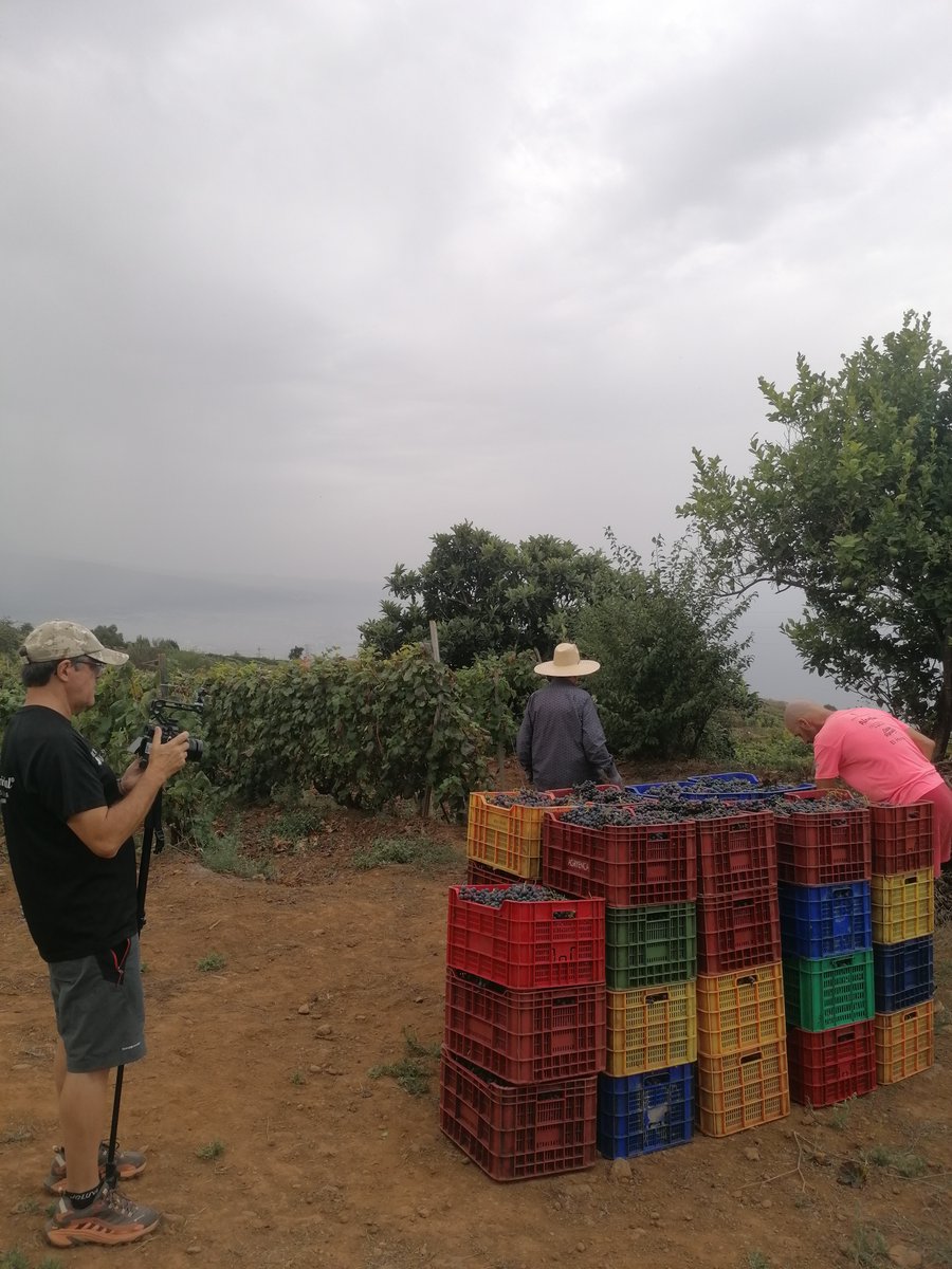 tacovin's tweet photo. Pruebas de dron en los viñedos de Tacoronte-Acentejo🍇

La contraetiqueta es el DNI de nuestros vinos🍷
Tacoronte-Acentejo, tu vino tu comarca. #winelover #vino #wine #Km0 #tenerife #comarca #cultura #TacoronteAcentejo #vinosdetenerife #movimientovinodo #sostenibilidad #vendimia https://t.co/goBwpi9KiH