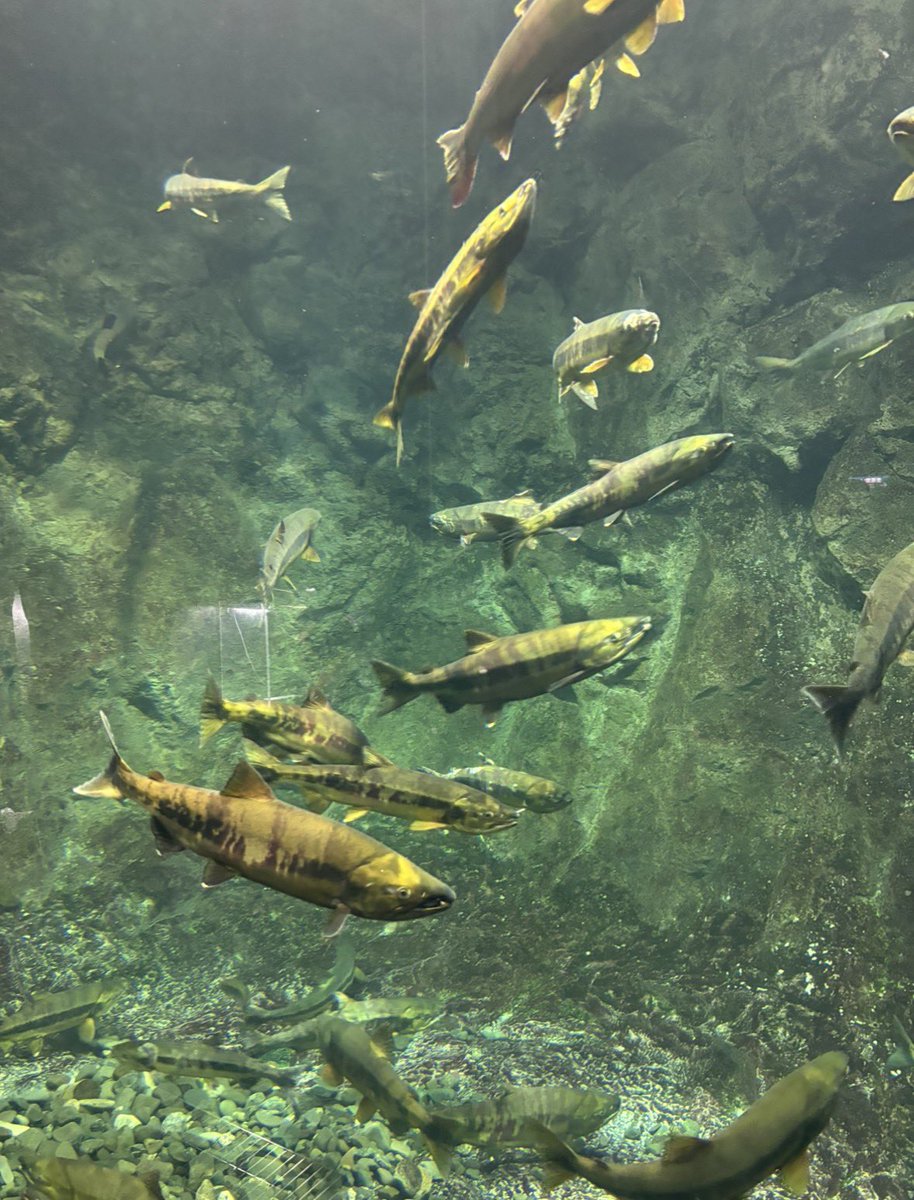 per_lar85's tweet photo. 北海道の思い出①
若き日の洋介さんとケイティでいくらになりました🐟
水族館は変わった魚が沢山いて楽しかった！

#サケのふるさと千歳水族館
#えこりん村
#瀬戸かずや
#彩橋みゆ
#石原絵理 https://t.co/qVWNCQesx4