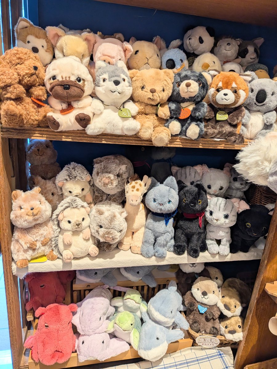 zakka_musette's tweet photo. また降っていた雨も
いまは止んでおります

こちらの棚の面々も
お迎えをお待ちしております https://t.co/inSw617sEp