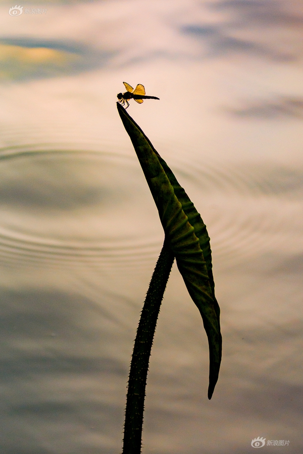 abrah56161's tweet photo. In the misty dawn, a tiny dragonfly perches on a broken mirror, with a faint, lingering residual scent hanging in the air. https://t.co/7pgz1DtCPv