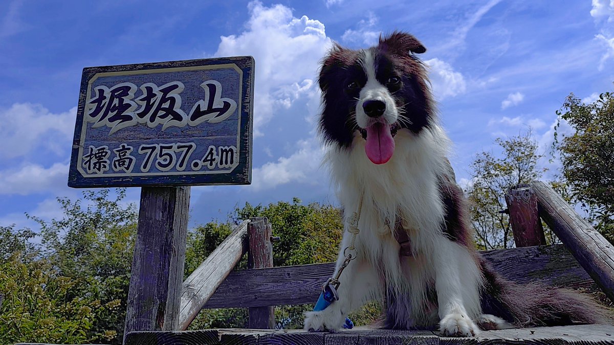hikaruZG1300's tweet photo. フクちゃんと堀坂山と観音岳を清掃登山してきました。貴重な晴れ間の日差しを浴びながらお掃除を励んできましたワン☆

#清掃登山犬ハルとフク #ゴミ拾い #ごみ拾い #清掃活動 #ボランティア #犬 #ボーダーコリー https://t.co/jhW3dsVLTs