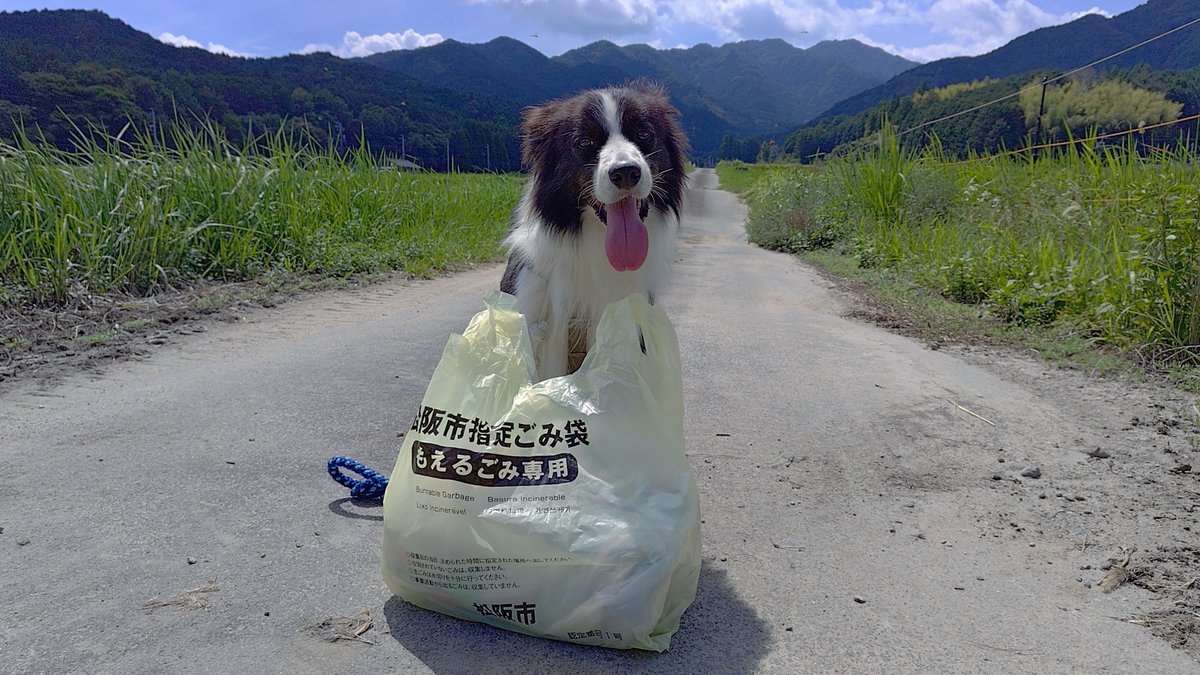 hikaruZG1300's tweet photo. フクちゃんと堀坂山と観音岳を清掃登山してきました。貴重な晴れ間の日差しを浴びながらお掃除を励んできましたワン☆

#清掃登山犬ハルとフク #ゴミ拾い #ごみ拾い #清掃活動 #ボランティア #犬 #ボーダーコリー https://t.co/jhW3dsVLTs