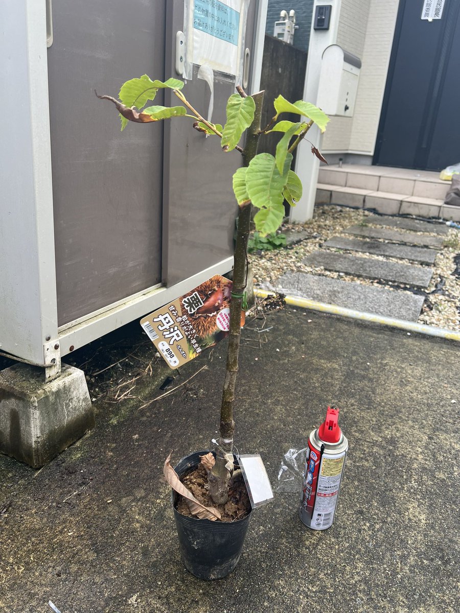 dyrutarn's tweet photo. 庭に植えていた栗の木が斜めに傾いていたので確認したら、1枚目の写真の様にシロアリが住み着いて立ち枯れしていた。
その為、二代目の栗の苗木とシロアリ用の薬剤を買ってきた。
栗の木を植えていた場所に薬剤を蒔いて、今週末に植える予定。
#家庭菜園
#栗
#シロアリ https://t.co/LTJRnmqXl6
