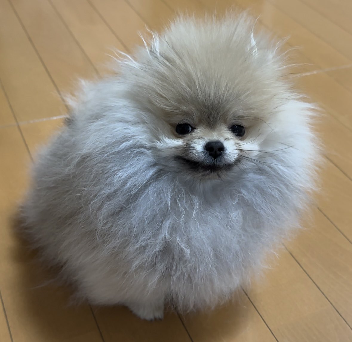 nagomi_kedama's tweet photo. これは、飼い主から「マズル食べていい？」た100回ほど迫られて愛想笑いしてる子犬 https://t.co/65PshSCley