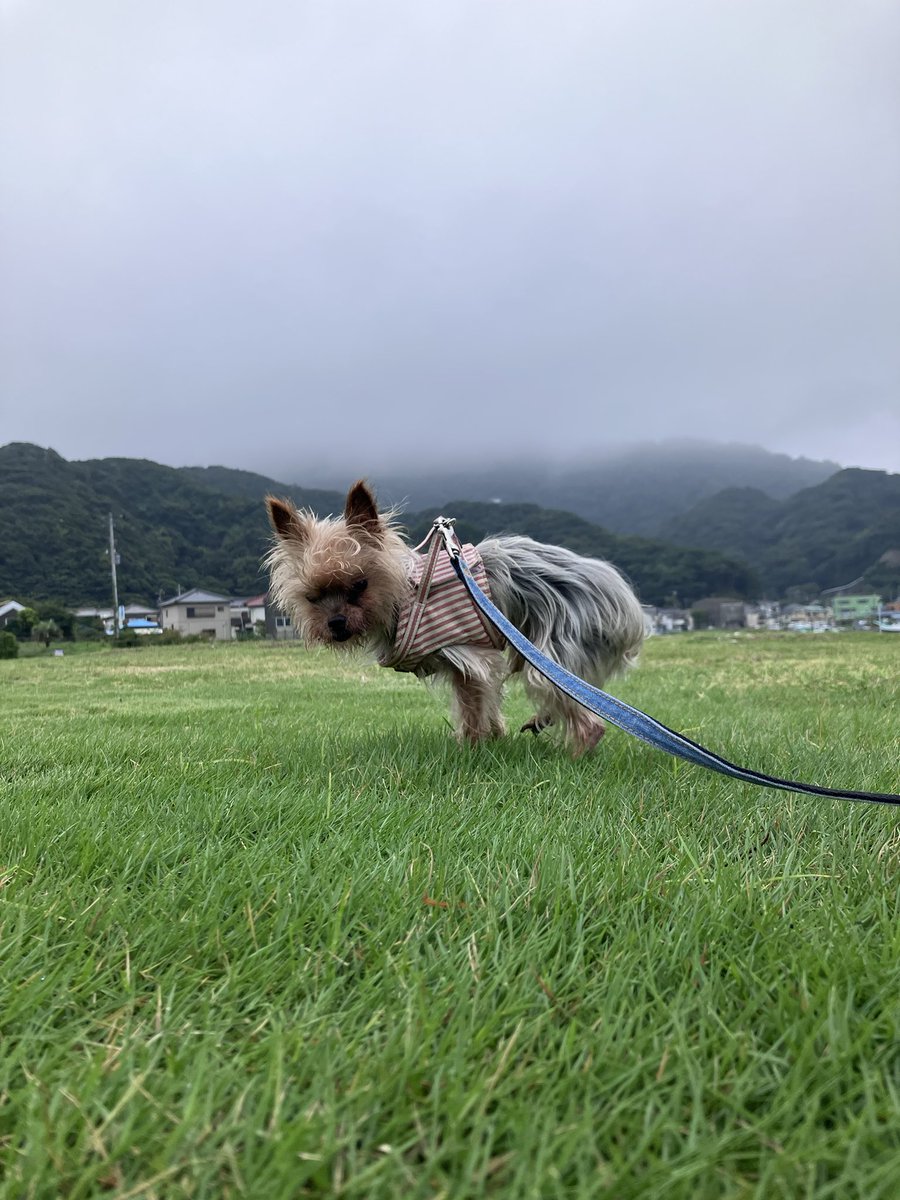 IDaryl7's tweet photo. 金曜深夜から老犬を連れて最後の旅行に行ってました。思っていたよりも車の中では落ち着いて寝てくれたから良かった。
帰ってきてから私が熱を出し、扁桃腺腫れてダウンしてます。 https://t.co/zov0J7xUOx