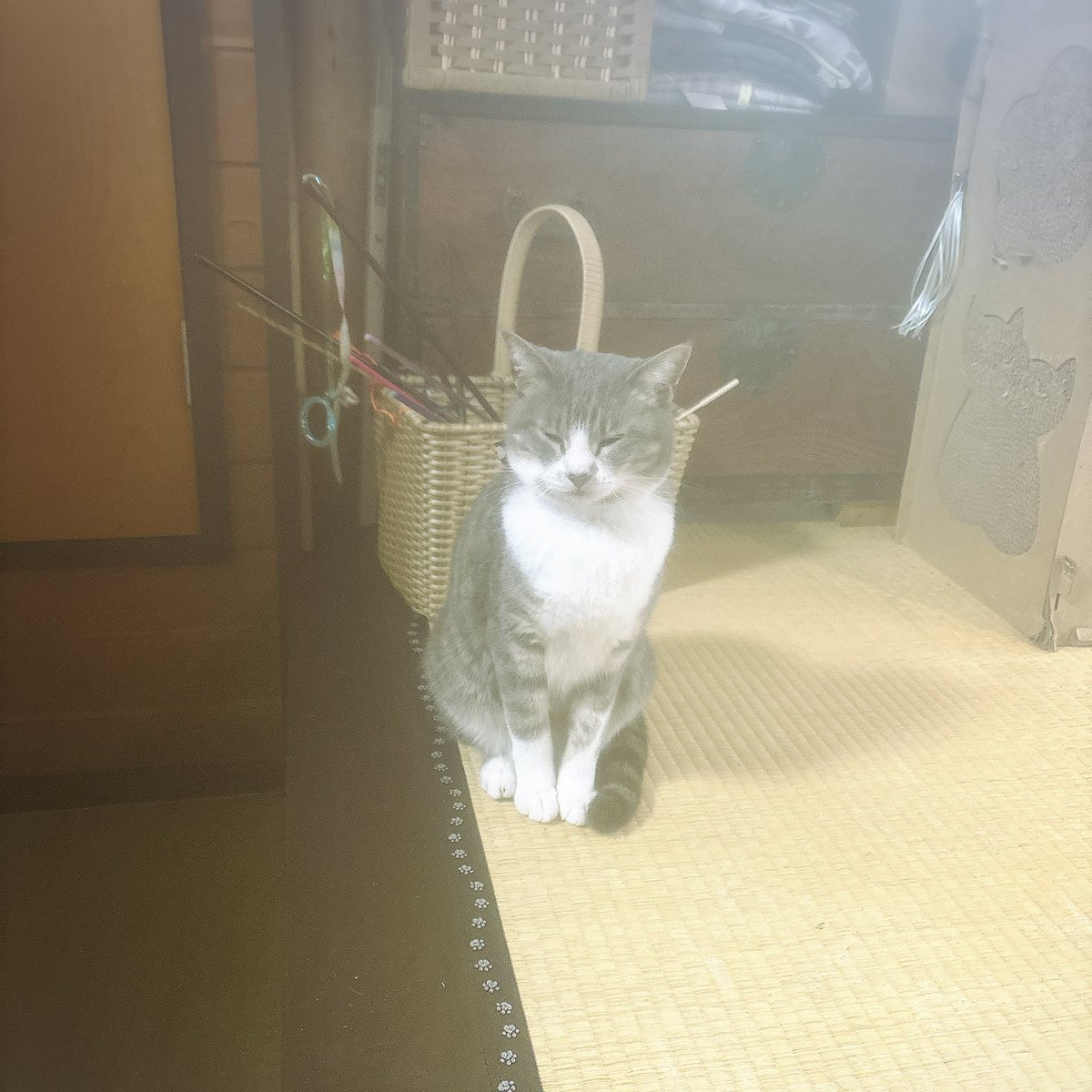 new_2_tata's tweet photo. 泊まった旅館がネチコャンたっぷりのとこで、お出迎えお見送りバッチリ、隙見てロビーに行くと誰かしらゴロゴロしててニッコリ😸
あと24時間いろんな貸切温泉入り放題で夜と深夜と朝で3回別のに入った☺️母上が選んでくれた大正解旅館でした✊ https://t.co/pOEFCRfzh8