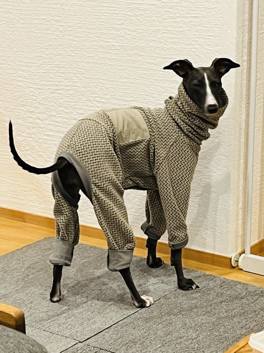 maio_hage's tweet photo. 細犬が服を着る季節ですよ https://t.co/15FXiijbEX