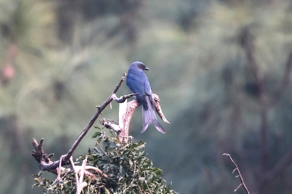 navsri6619's tweet photo. Birds of Indian Embassy (@IndiainNepal): Black Drongo (कालो चिबे) used to appear during the months May-September in the Indian Embassy compound. Usually they would be seen in morning or around late afternoon.
@pbs_savethebird @birdlifenepal @MOFENepal @nepaltourismb @IndiaInNepal @Team_eBird
