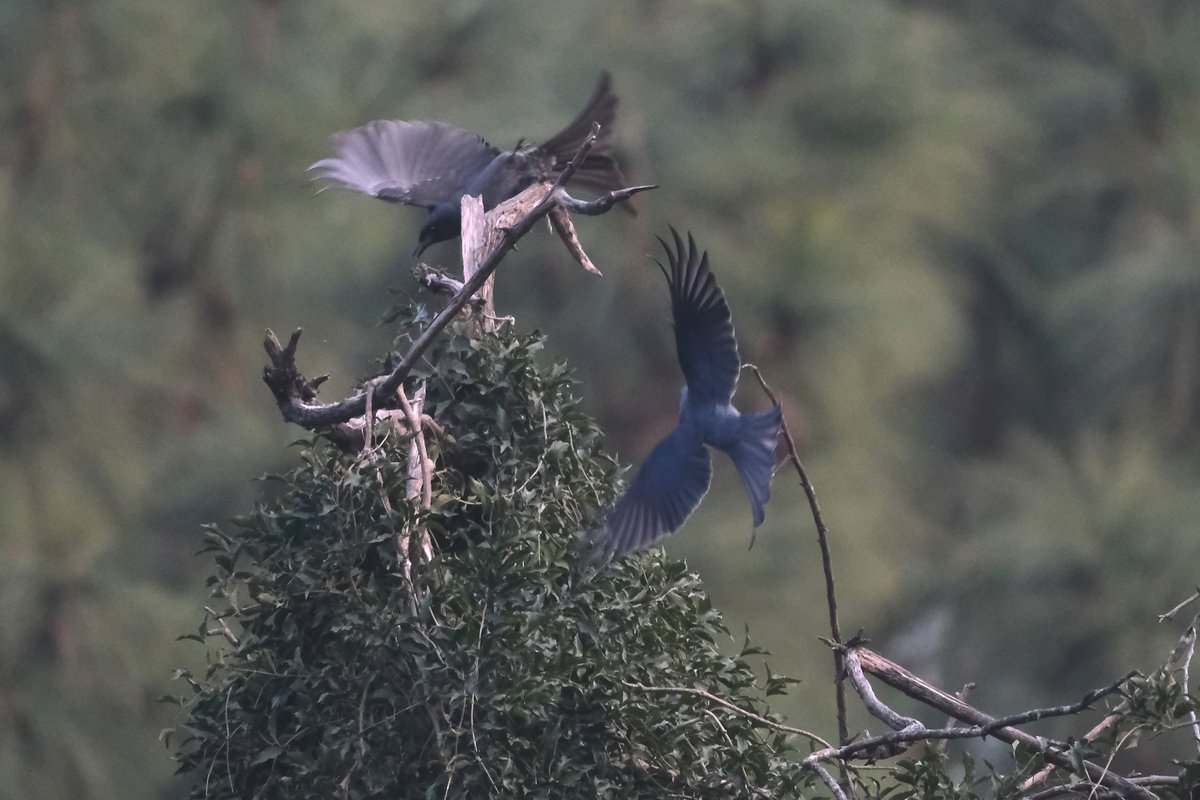 navsri6619's tweet photo. Birds of Indian Embassy (@IndiainNepal): Black Drongo (कालो चिबे) used to appear during the months May-September in the Indian Embassy compound. Usually they would be seen in morning or around late afternoon.
@pbs_savethebird @birdlifenepal @MOFENepal @nepaltourismb @IndiaInNepal @Team_eBird