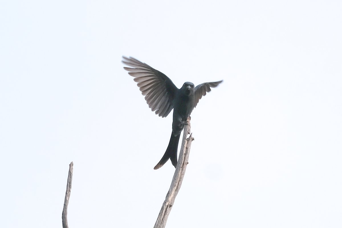 navsri6619's tweet photo. Birds of Indian Embassy (@IndiainNepal): Black Drongo (कालो चिबे) used to appear during the months May-September in the Indian Embassy compound. Usually they would be seen in morning or around late afternoon.
@pbs_savethebird @birdlifenepal @MOFENepal @nepaltourismb @IndiaInNepal @Team_eBird