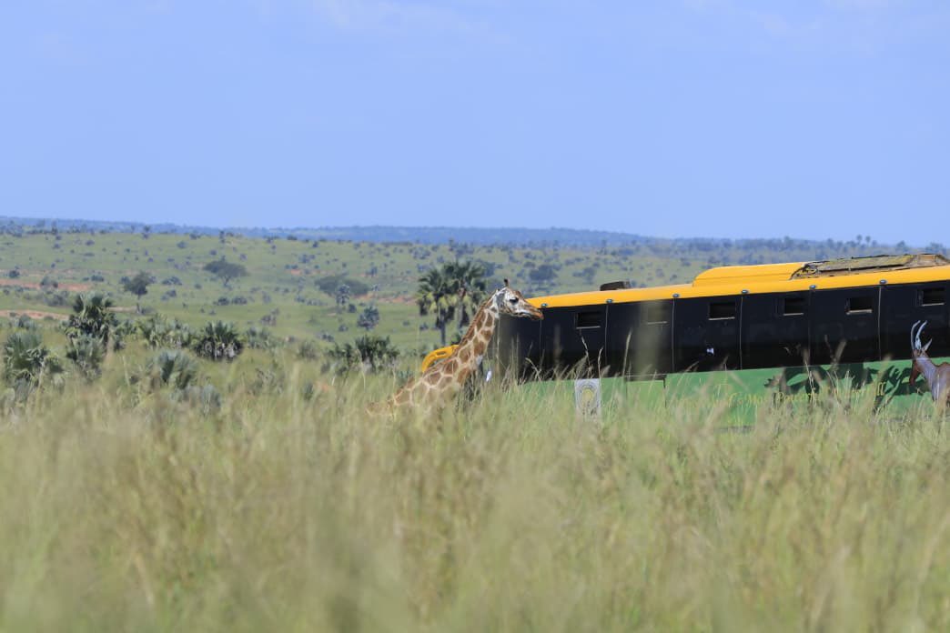 ugwildlife's tweet photo. Good morning Uganda!

Welcome back from #UWAOpenParkDays2026, hopefully you enjoyed your tour around savanna parks. We shall be glad to receive your feedback about your experience and inspiration towards tourism and conservation in Uganda 

Share your story. https://t.co/KLELMv47Q0