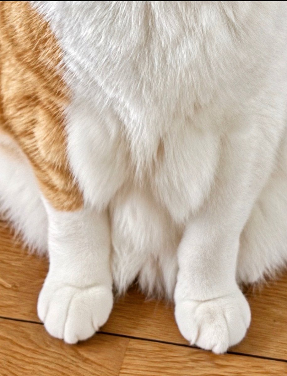 yopich_'s tweet photo. 猫界の巨乳担当。 https://t.co/CQRiWPSRtm
