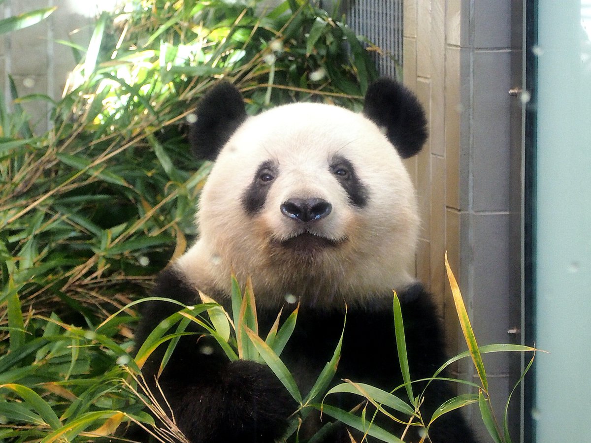 Waka_PandaClub's tweet photo. photo by：Usataro🐼  

『上野動物園のアイドル、シャンシャン。笹の中からちょこんと顔を出してこちらをじっと見つめる姿がたまらなく可愛らしい。つぶらな瞳とハート型のお鼻がキュート❤️シャンシャン、カメラ目線をありがとう。とっておきの一枚になったよ！』    #推しパンダ #和華 https://t.co/iLgFe5Hrq7