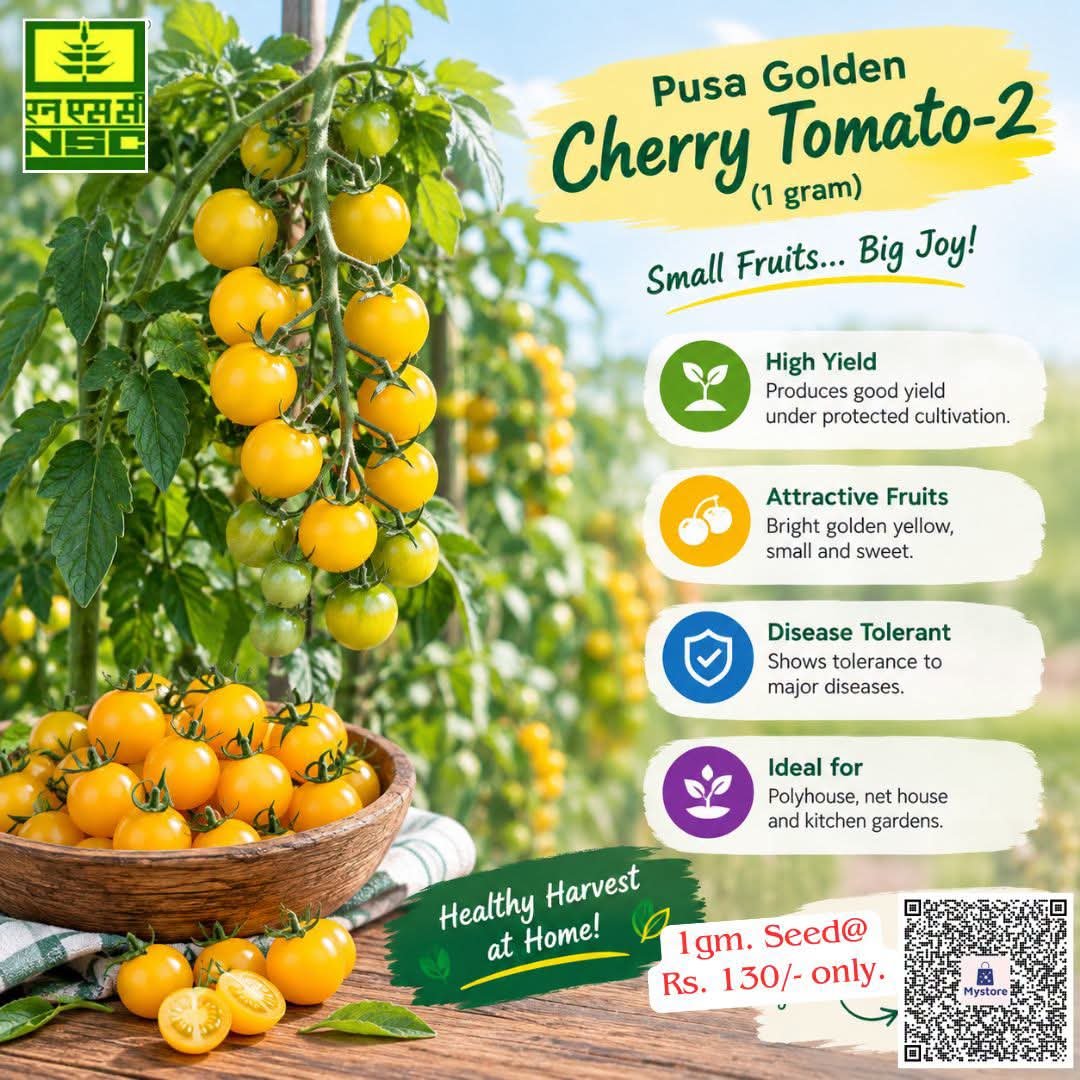 NSCLIMITED's tweet photo. 🌱पूसा गोल्डन चेरी टोमैटो-2: आपके किचन गार्डन के लिए एक उत्तम चुनाव!🍅

Pusa Golden Cherry Tomato-2 बीज आज ही ऑर्डर करें@ https://t.co/51KO6973vE और पाएँ ताज़ी, सुनहरी और ज़ायक़ेदार चेरी टमाटरों की बंपर पैदावार!

📦1 ग्राम पैक@ ₹130/-मात्र
#CherryTomato #PusaGoldenCherryTomato2 https://t.co/7mPLFuiMJz
