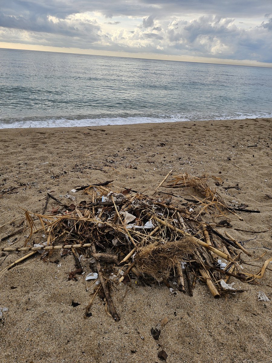 Minervabalsera's tweet photo. 10 días sin pasar nadie a limpiar en la platja del pont de la butifarreta,en dos días plegan los operarios de #AMB #Badalona
@Albiol_XG
@ParcsplatgesAMB https://t.co/rHjdzqh4Cl