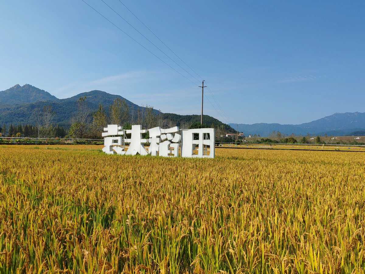 vrixglme49's tweet photo. [This morning I measured rice at the market by the Nercun Lake, a cozy little spot with fresh vibes.]， https://t.co/fLkLCzLmBT